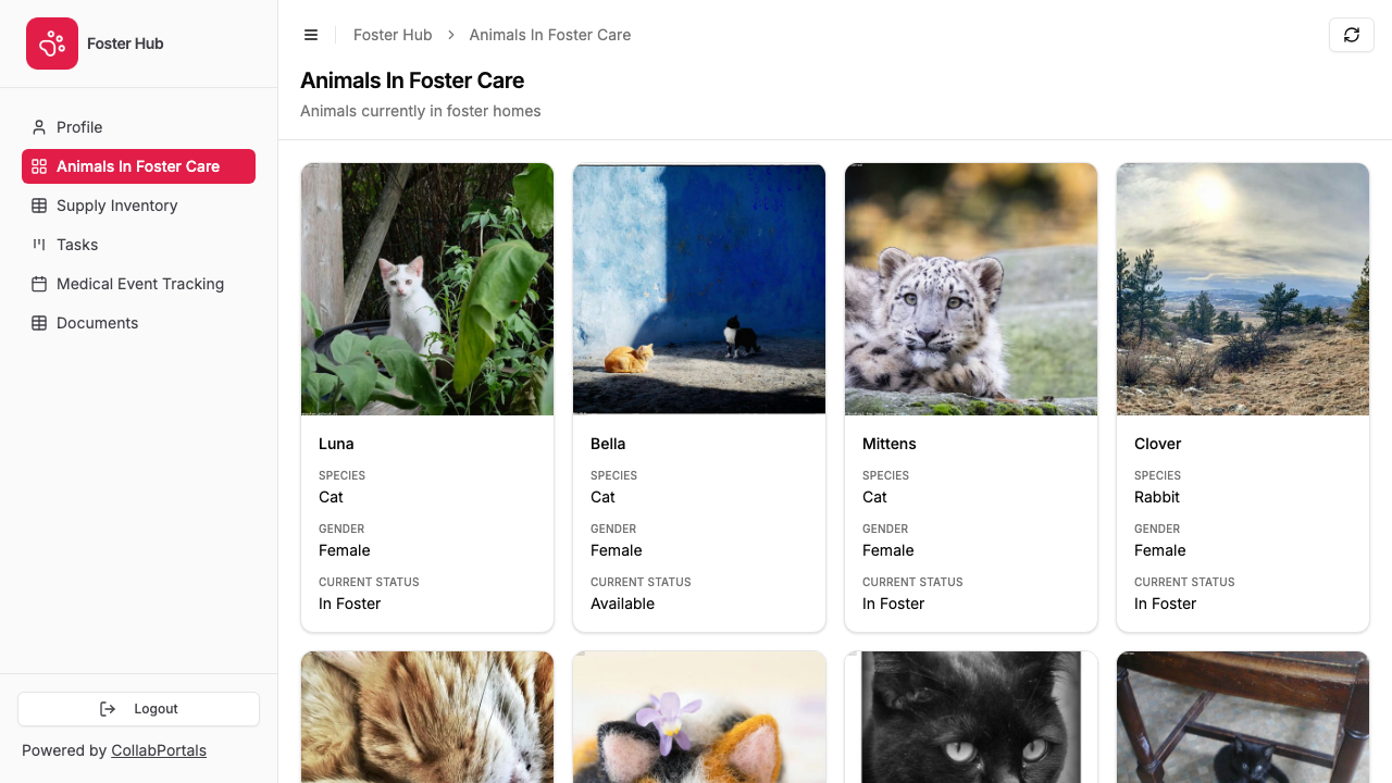 The animals in foster care in the portal, shown as a gallery of photos